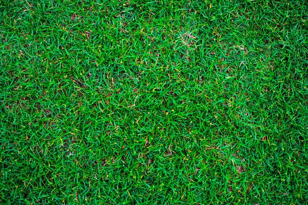 Green Nature Grass Texture Empty Grass Background Top View — стоковое фото