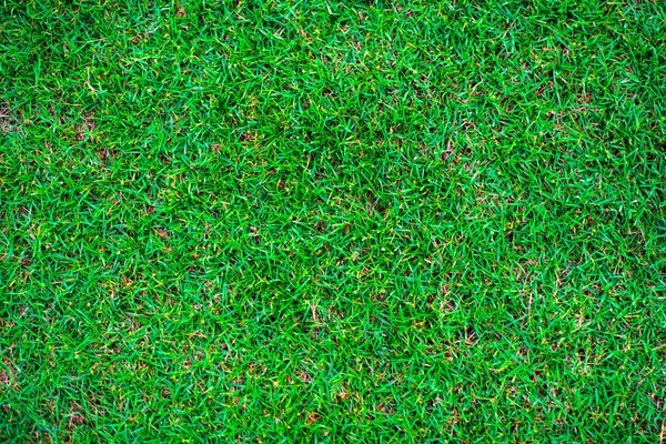 Zelená Příroda Tráva Textura Prázdná Tráva Pozadí Horní Pohled — Stock fotografie