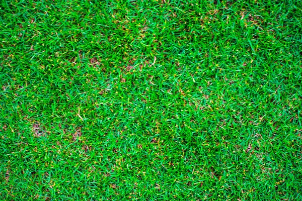 Green Nature Grass Texture Empty Grass Background Top View — стоковое фото