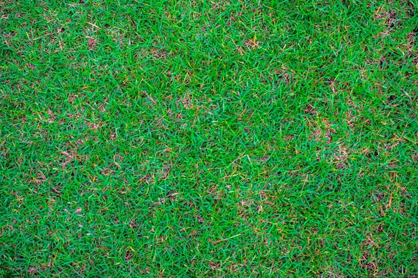 Green Nature Grass Texture Empty Grass Background Top View — Foto Stock