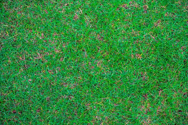 Green Nature Grass Texture Empty Grass Background Top View — Photo