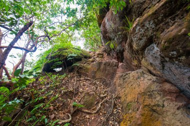 Tropical gree tree forest nature landscape trekking nature background