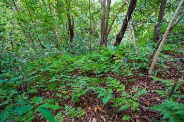 Tropical gree tree forest nature landscape trekking nature background