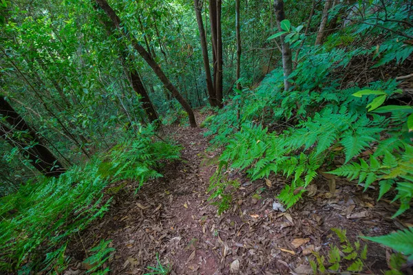 Bosque Arbolado Tropical Naturaleza Paisaje Trekking Naturaleza Fondo — Foto de Stock