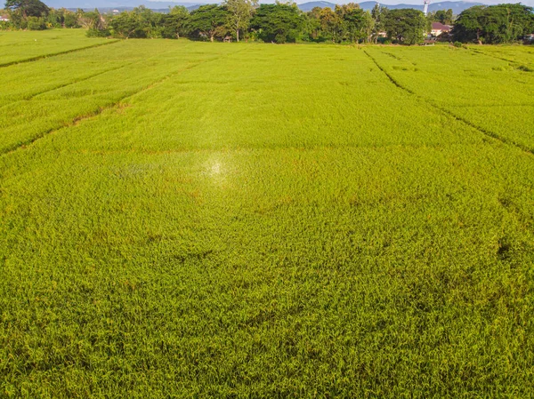 Paddy Reis Grüne Plantage Feld Morgen Sonnenaufgang Luftaufnahme Landwirtschaft — Stockfoto