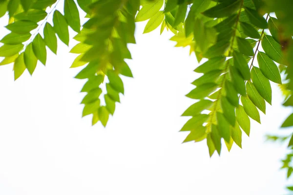 Beyaz Arka Plan Seçici Odaklanma Üzerine Yeşil Ağaç Yaprağı Botanik — Stok fotoğraf
