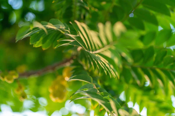 Зелене Дерево Листя Ботанічної Природи Білому Фоні Селективного Фокусу — стокове фото