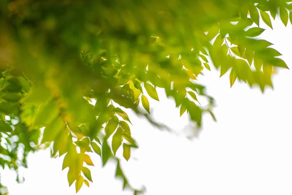 Πράσινο Φύλλο Δέντρο Βοτανική Φύση Λευκό Backgrpund Επιλεκτική Εστίαση — Φωτογραφία Αρχείου