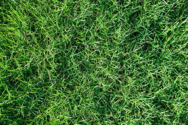 Green nature grass texture top view grass background
