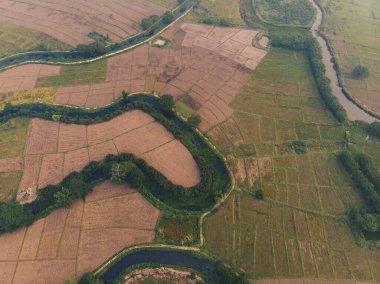 Green paddy rice plantation field in rural village aerial view