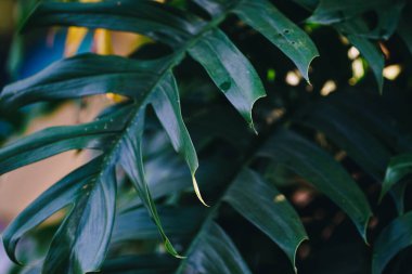 Doğada yetişen yeşil canavar yaprağı. Gün doğumu ışığı ferahlatıcı bitki.