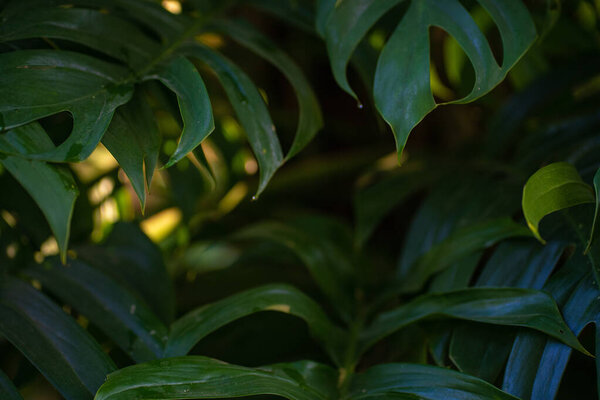 Green monstera leaf growing in nature sunrise light refreshment plant