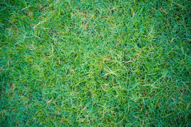 Green nature flora grass texture top view meadow grass background