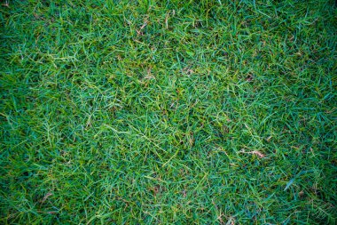 Green nature flora grass texture top view meadow grass background