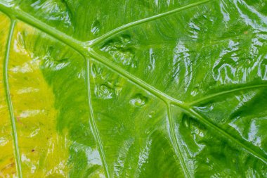 Green caladium texture ropical south american plant of the arum family, which is cultivated for its brilliantly colored ornamental foliage.