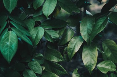 Yeşil ağaç yaprağı botanik bahçesi yeşillik. Doğa tonlanmış.