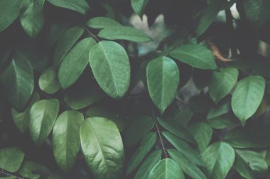 Yeşil ağaç yaprağı botanik bahçesi yeşillik. Doğa tonlanmış.