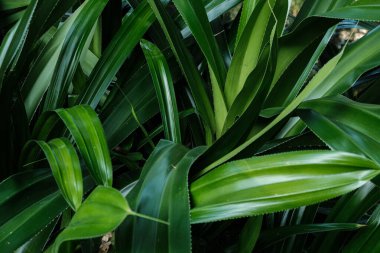 Yeşil bitkisel yaprak güneş ışığı gölge tasarımı doğa konsepti