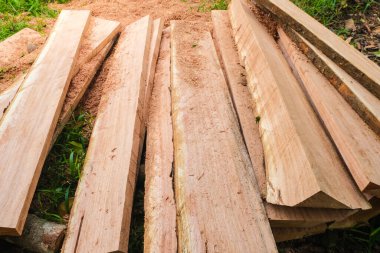 Orman kereste endüstrisinde büyük ağaç kesimi.