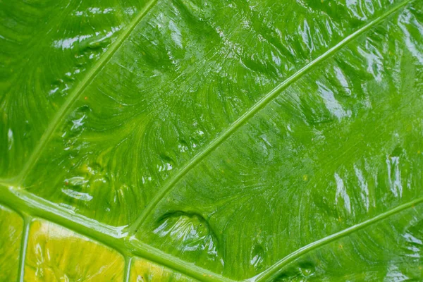 緑のカラジウムの質感美しい色の観賞用の葉のために栽培されているアラム科の南米の植物 — ストック写真