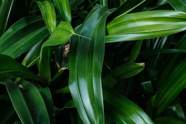 Groene Botanische Plant Blad Zon Schijnen Schaduw Ontwerp Achtergrond Natuur — Stockfoto