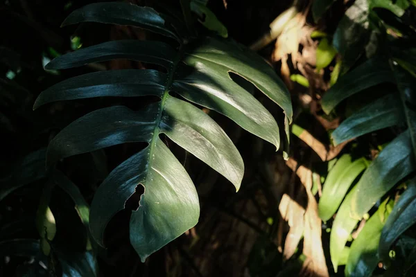 Green botanical plant leaf sun shine shadow design background nature concept