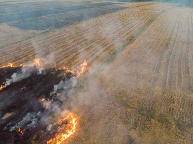 Rice farm burn fire after harvest cause of air pollution agricultural industry aerial view