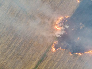 Pirinç tarlalarında yangınlar çıkıyor. Pirinç ekinleri, havadan tarımsal görüntüler.