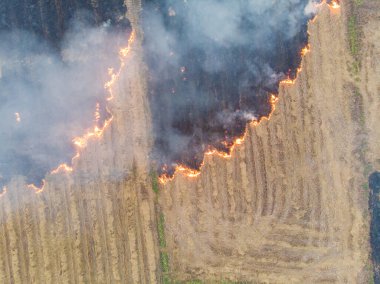 Pirinç tarlalarında yangınlar çıkıyor. Pirinç ekinleri, havadan tarımsal görüntüler.