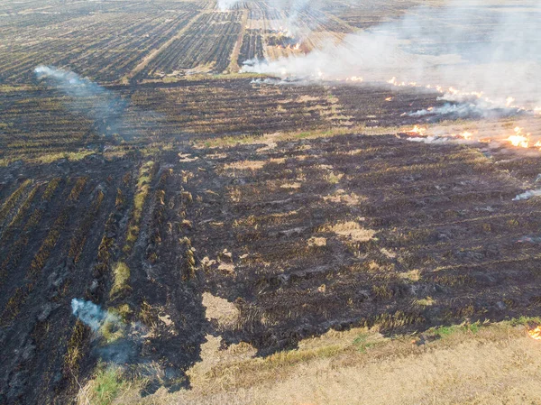 Rice Farm Burn Fire Harvest Cause Air Pollution Agricultural Industry — Stockfoto