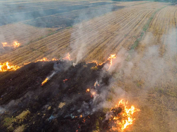 Quemadura Fuego Campo Plantación Arroz Después Cultivo Arroz Vista Aérea — Foto de Stock