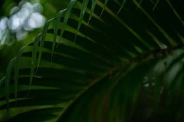 Yeşil hindistan cevizi palmiyesi yaprağı tropikal yaz ormanı yeşil arka planda