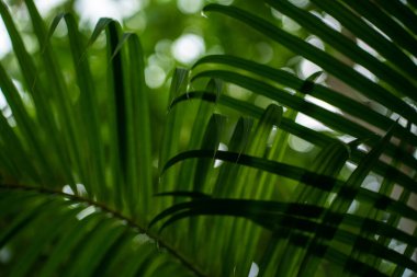 Yeşil hindistan cevizi palmiyesi yaprağı tropikal yaz ormanı yeşil arka planda