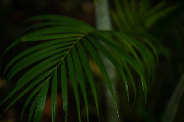 Zöld Kókusz Pálmafa Levél Trópusi Nyári Erdő Zöld Háttér — Stock Fotó