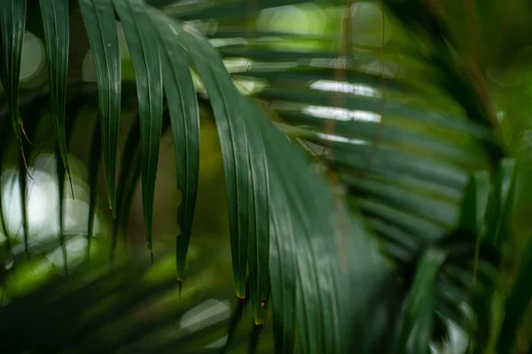 stock image Green coconut palm tree leaf in tropical summer forest green background