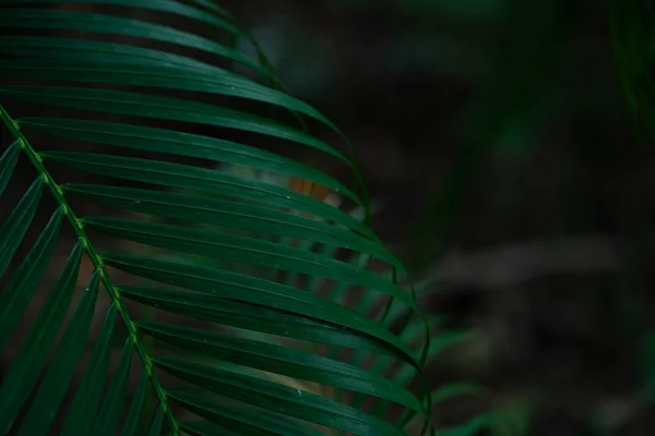 stock image Green coconut palm tree leaf in tropical summer forest green background