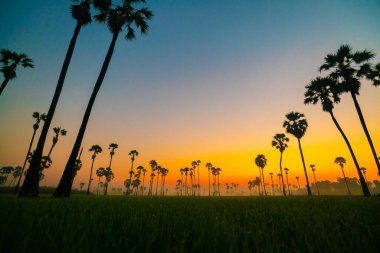 Silhouette sunrise on rice plantation field with sugar palm agricultural industry