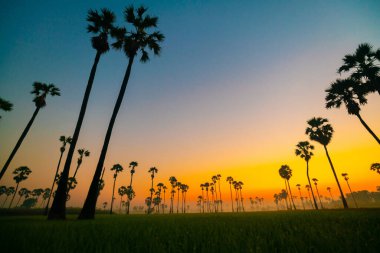 Silhouette sunrise colorful sky with cloud in rice plantation and sugar palm field