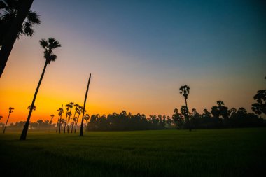 Silhouette sunrise colorful sky with cloud in rice plantation and sugar palm field