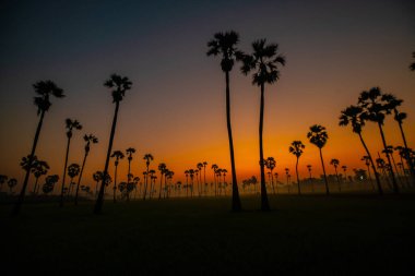 Silhouette sunrise on rice plantation field with sugar palm agricultural industry