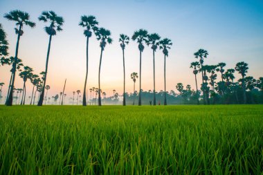 Pirinç tarlası sabah güneşi yeşil pirinç ve şeker palmiyesi tarımsal verimlilik