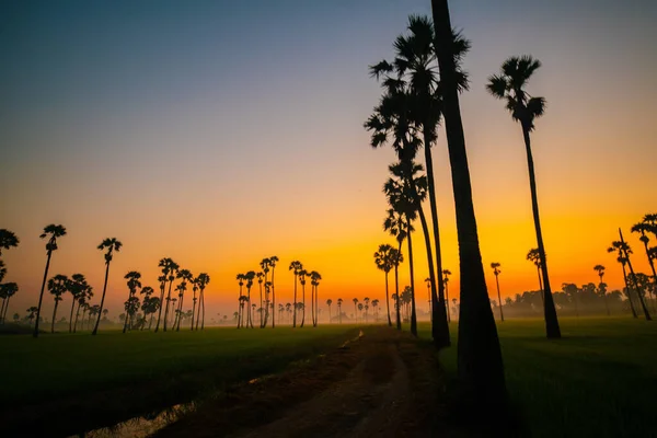 Silhouette Sunrise Rice Plantation Field Sugar Palm Agricultural Industry — Foto de Stock