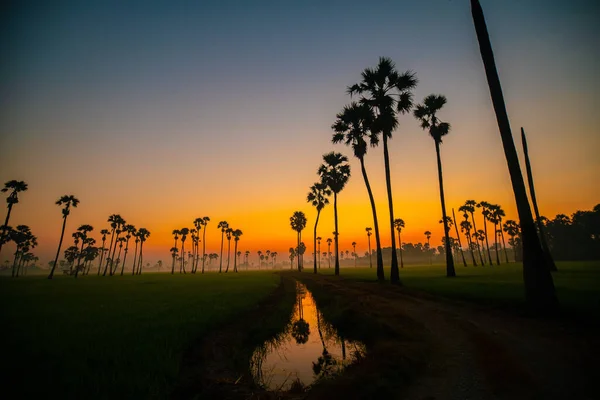 Silhouette Sunrise Colorful Sky Cloud Rice Plantation Sugar Palm Field — Stock Fotó