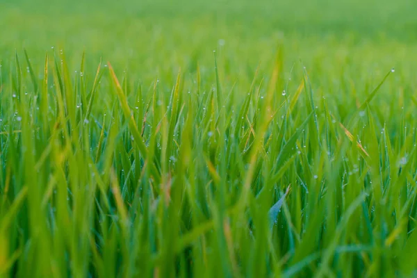 Green Paddy Rice Field Dew Drop Morning Scene Close — Stock Photo, Image