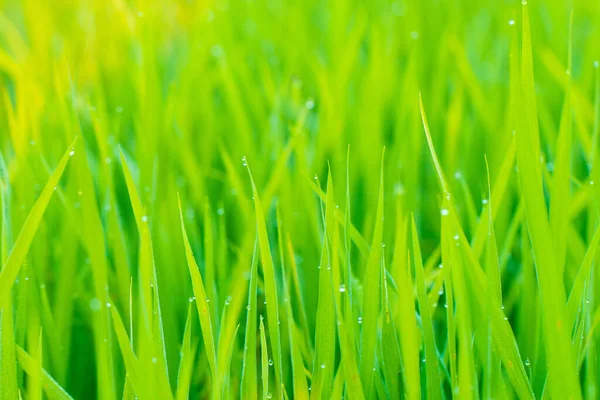 Зеленое Рисовое Поле Утренней Сценой Падения Росы — стоковое фото