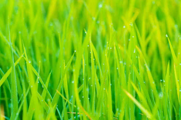 Зеленый Рис Утренней Росой Крупным Планом — стоковое фото
