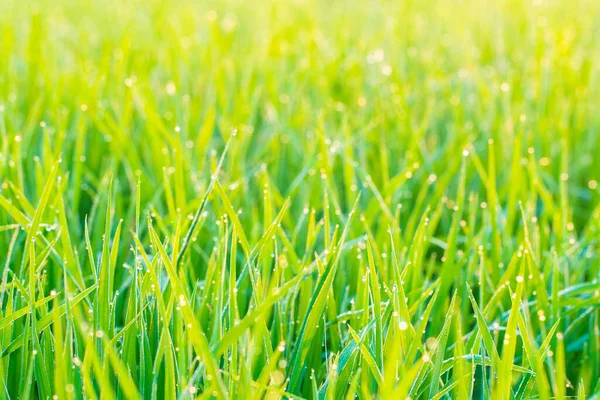 Green Paddy Rice Morning Dew Drop Close Selective Focus Fresh — Stock Photo, Image