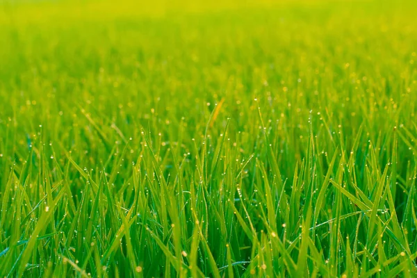 Green Paddy Rice Field Dew Drop Morning Scene Close — Stock Photo, Image