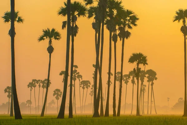 Rice Field Morning Sunrise Green Rice Sugar Palm Agricultural Indiustry — Stock Photo, Image