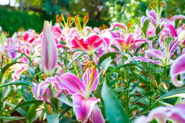 Bahçedeki botanik bahçesinde pembe zambak çiçeği.